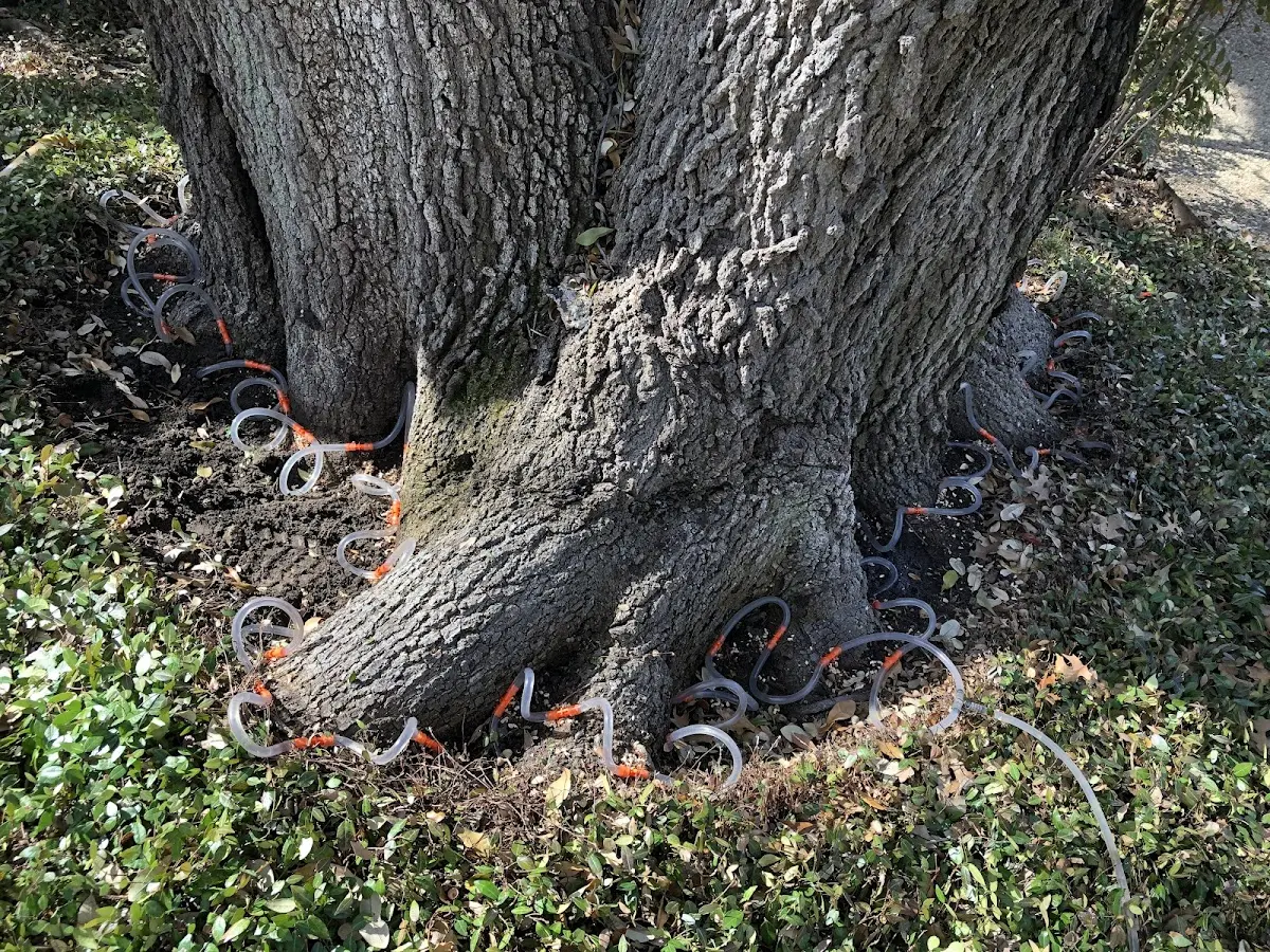 Detailed Tree Cabling and Bracing job site in Grammer