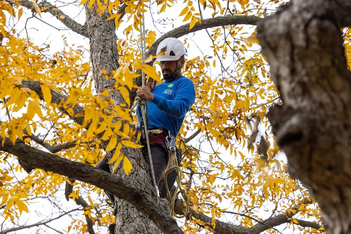 Skilled Tree Pruning crew working in Grammer